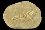 2.5" Cretaceous Fossil Fish Vertebrae In Rock - Morocco - #134211-1